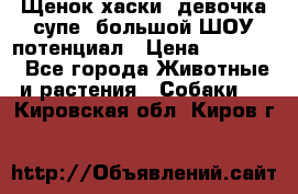 Щенок хаски, девочка супе, большой ШОУ потенциал › Цена ­ 50 000 - Все города Животные и растения » Собаки   . Кировская обл.,Киров г.